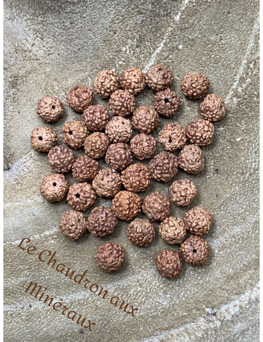 Graine de Rudraksha perle à l'unité 6mm