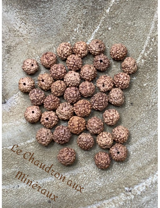 Graine de Rudraksha perle à l'unité 6mm