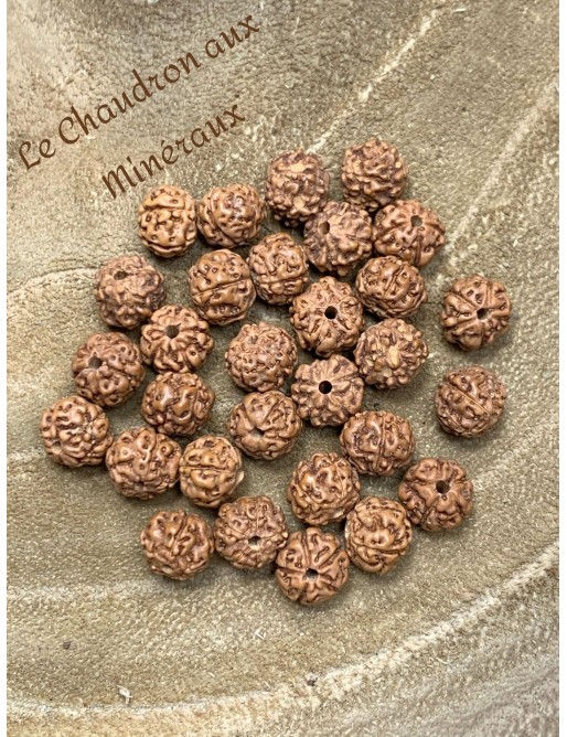 Graine de Rudraksha perle à l'unité 8mm